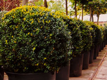 buxus-sempervirens-small4.jpg