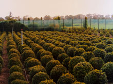 buxus-sempervirens-small3.jpg