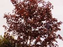acer-platanoides-royal-red-small2.jpg