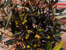 olea-europaea-small2.jpg