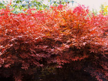 acer_parlmatum_small.jpg