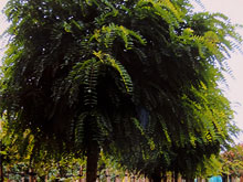 robinia-umbraculifera-small.jpg