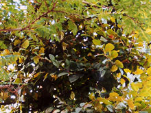 carpinus-betulus-leivorm-small.jpg