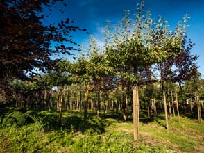 Bijzondere bomen