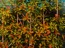 photinia-fraseri-red-robin-small.jpg